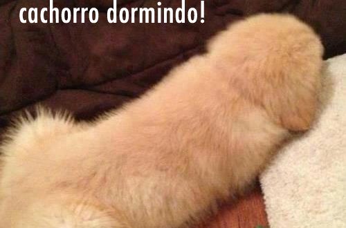 Cachorro Dormindo