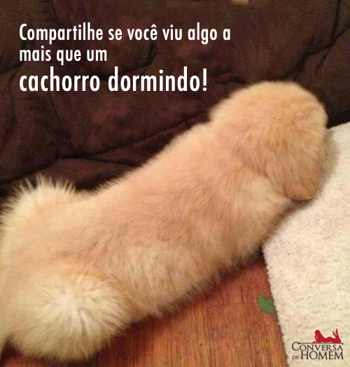 Cachorro Dormindo