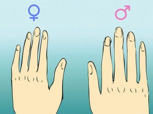 Mãos Masculina e Feminina